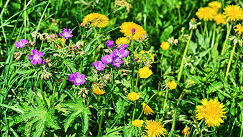 Bunte Frühlingsblumen