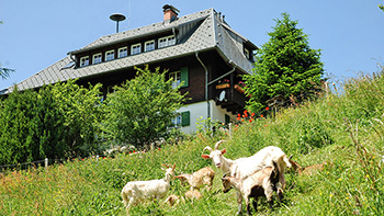 Neugierige Mitbewohner an der Stohrenschule