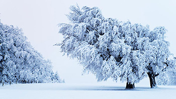 Wintermärchen auf dem Schauinsland